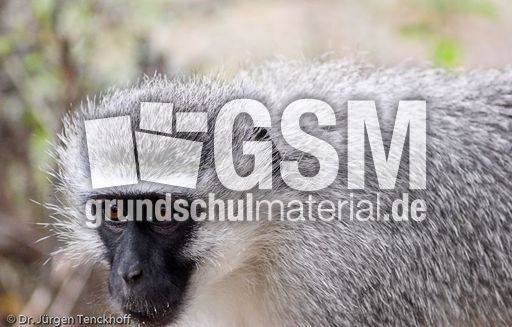 Grüne Meerkatzen (20 von 67).jpg